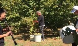 Fındık sezonunu davul ve zurnayla açtılar