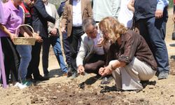 7 dekarlık alana 500 kilo safran soğanı dikildi