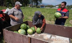 Ata tohumundan üretildi, ihtiyaç sahiplerine ulaştırıldı
