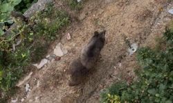 Bahçeye giren ayı paniğe yol açtı