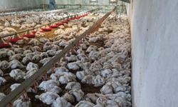 Kümesin havalandırması devre dışı kalınca 4 bin tavuk telef oldu