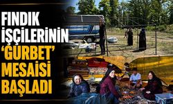 Fındık işçilerinin 'Gurbet' mesaisi başladı