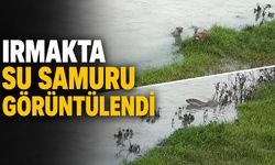 Irmakta su samuru görüntülendi
