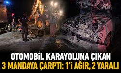 Otomobil karayoluna çıkan 3 mandaya çarptı: 1'i ağır, 2 yaralı