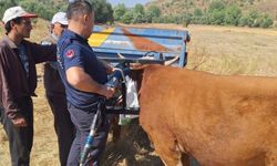 İneğin kafası tarım aletine sıkıştı
