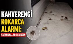 Kahverengi kokarca alarmı: Vatandaşlar tedirgin
