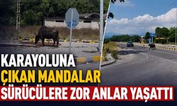 Karayoluna çıkan mandalar sürücülere zor anlar yaşattı