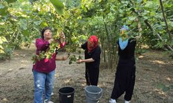 Ovalarda kadınların imece usulü fındık mesaisi başladı