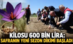 Kilosu 600 bin lira: Safranın yeni sezon dikimi başladı
