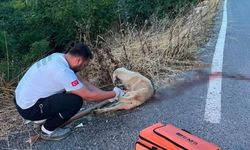 Yolda yaralı köpeğe ilk müdahaleyi sağlık ekipleri yaptı