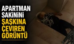 Apartman sakinini şaşkına çeviren görüntü