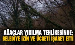 Ağaçlar yıkılma tehlikesinde: Belediye izin ve ücreti işaret etti