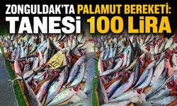 Zonguldak'ta palamut bereketi: Tanesi 100 Lira