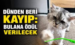 Dünden beri kayıp: Bulana ödül verilecek