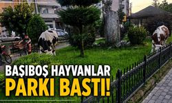 Başıboş hayvanlar parkı bastı