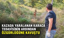 Kazada yaralanan karaca tedavisinin ardından özgürlüğüne kavuştu