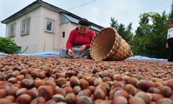 AB ülkelerine 7 bin 192 ton fındık ihraç edildi
