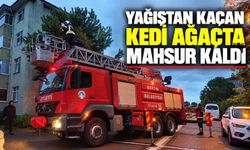 Yağıştan kaçan kedi ağaçta mahsur kaldı