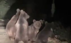 Anne ayı ve 3 yavrusu görüntülendi