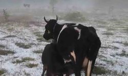 Dolu yağışı etkili oldu, tarım alanları zarar gördü