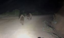 Yayla yolunda doğanın beklenmedik sürprizi