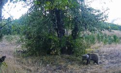 Yaban hayatı fotokapanlarla görüntülendi