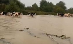 Merayı su bastı, mahsur kalan inekleri sahipleri kurtardı