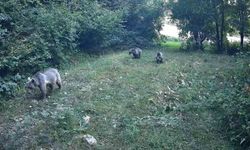 Ormanlarda yaban hayvanları fotokapanlara yansıdı