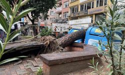Parkta ağaç devrildi