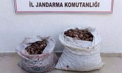 Kaçak salyangoz operasyonu: 2 şahıs jandarmaya yakalandı