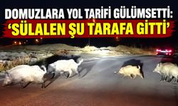 Domuzlara yol tarifi gülümsetti: 'Sülalen şu tarafa gitti'