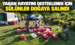 Yaban hayatını desteklemek için sülünler doğaya salındı