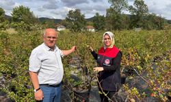 Yaban mersini ve aronya üretimi için yeni adım