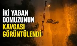 İki yaban domuzunun kavgası görüntülendi
