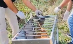 Yaralı karaca tedavisinin ardından doğaya salındı