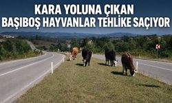 Kara yoluna çıkan başıboş hayvanlar tehlike saçıyor