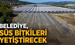 Belediye, süs bitkileri yetiştirecek