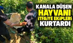 Kanala düşen hayvanı itfaiye ekipleri kurtardı