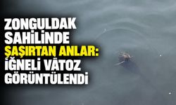 Zonguldak sahilinde şaşırtan anlar: İğneli vatoz görüntülendi