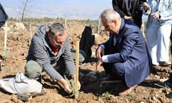 250 fidan toprakla buluştu