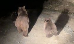 Mantar toplamaya giderken ayı ailesi ile karşılaştılar