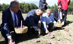 Safranda hasat dönemi