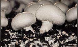 Zehirlenmelere dikkat: Kültür mantarını tercih edin