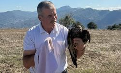 Sıcak asfalta yapışan şahin, muhtarın müdahalesiyle kurtarıldı