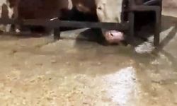 Sular altında kalan ahırdaki hayvanların bekleyişi görüntülendi