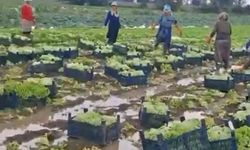 Göle dönen tarlalarda üreticiler mahsulleri kurtarmak için zamana karşı yarışıyor