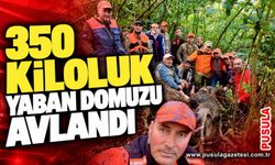 350 kiloluk yaban domuzu avlandı