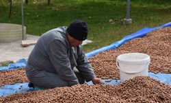 Yüksek kesimlerde fındık mesaisi devam ediyor