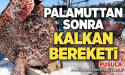 Palamuttan sonra kalkan bereketi