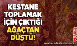 Kestane toplamak için çıktığı ağaçtan düştü!